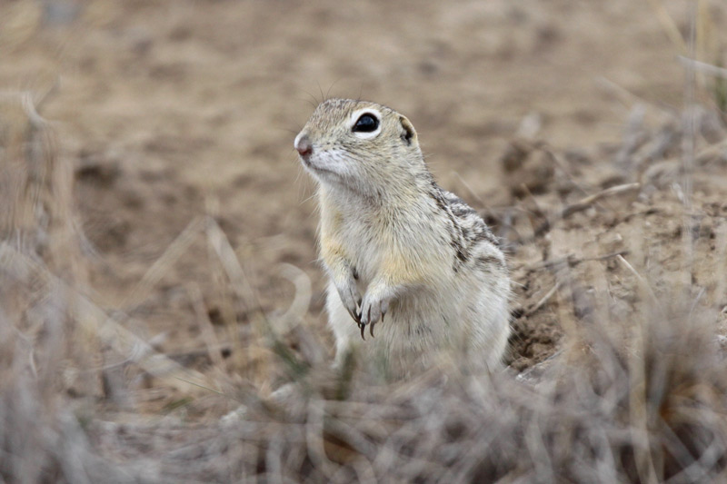 Thirteen-lined Ground Squirrel