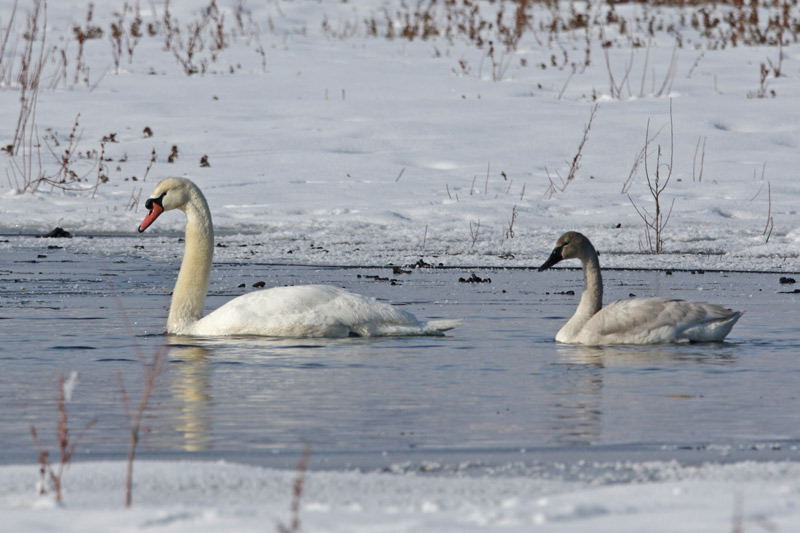 Mute Swan and Tundra Swan