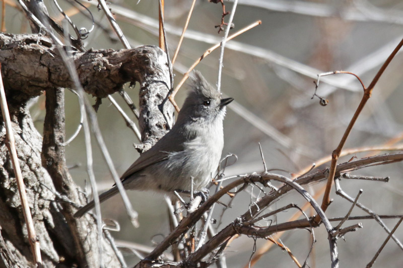 Juniper Titmouse