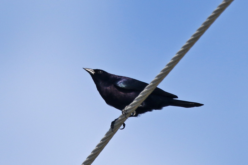 Shiny Cowbird