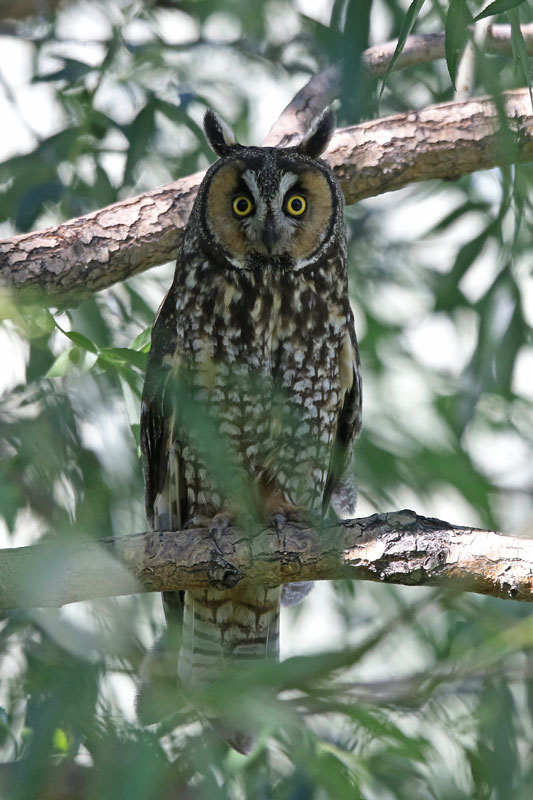 Long-eared Owl