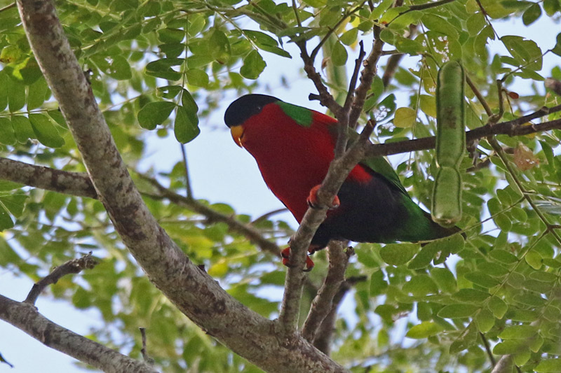 Collared Lory