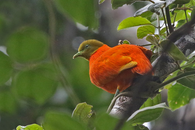 Orange Fruit Dove