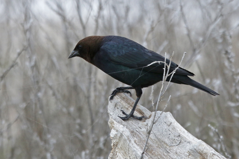 Brown-headed Cowbird