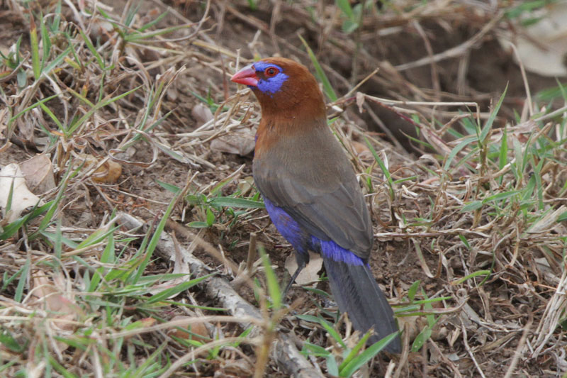 Purple Grenadier