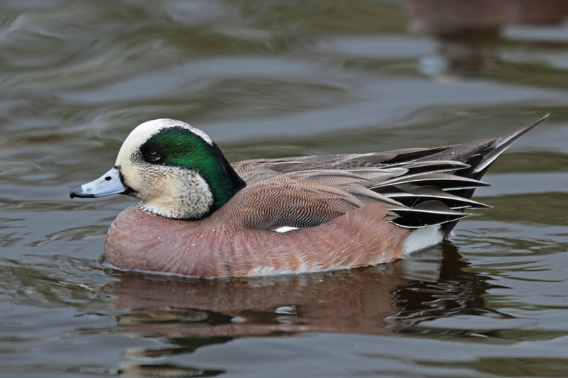 American Wigeon  (Storm)