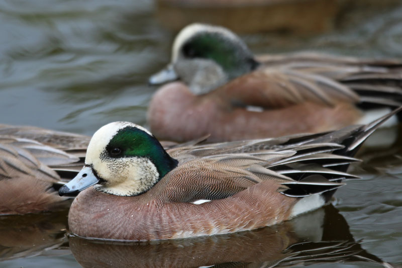 American Wigeons