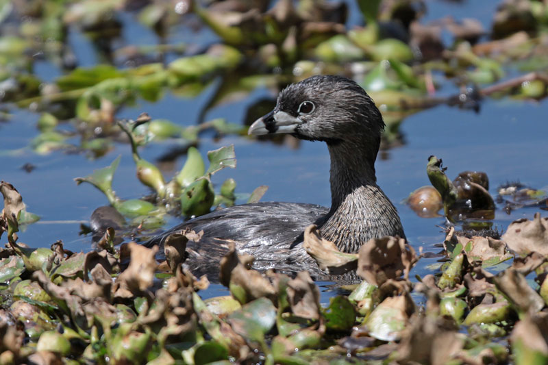 Pied-billed Grebe