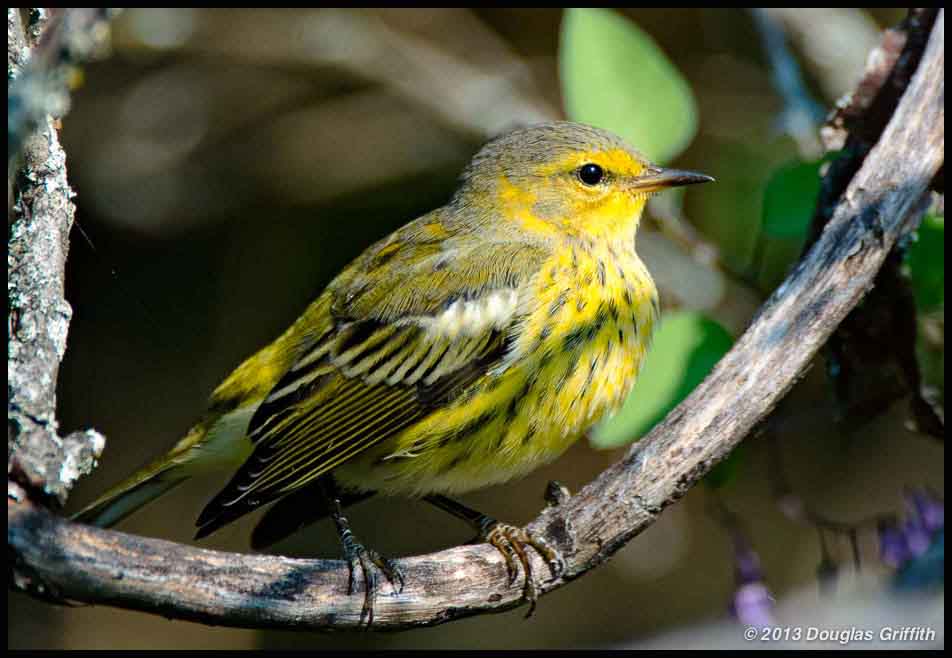 Cape May Warbler