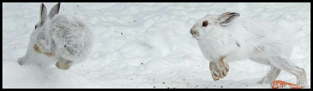 Snowshoe Hares (Aggression 2)