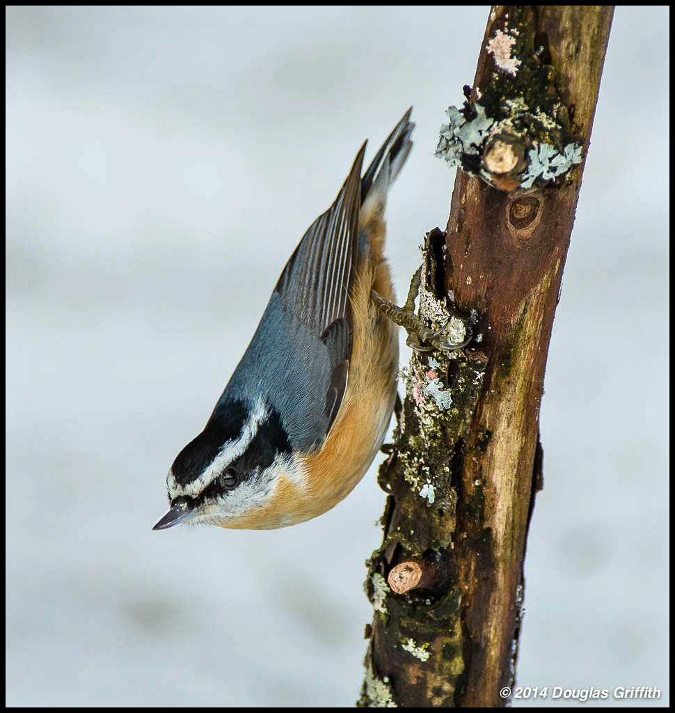 Red-breasted Nuthatch