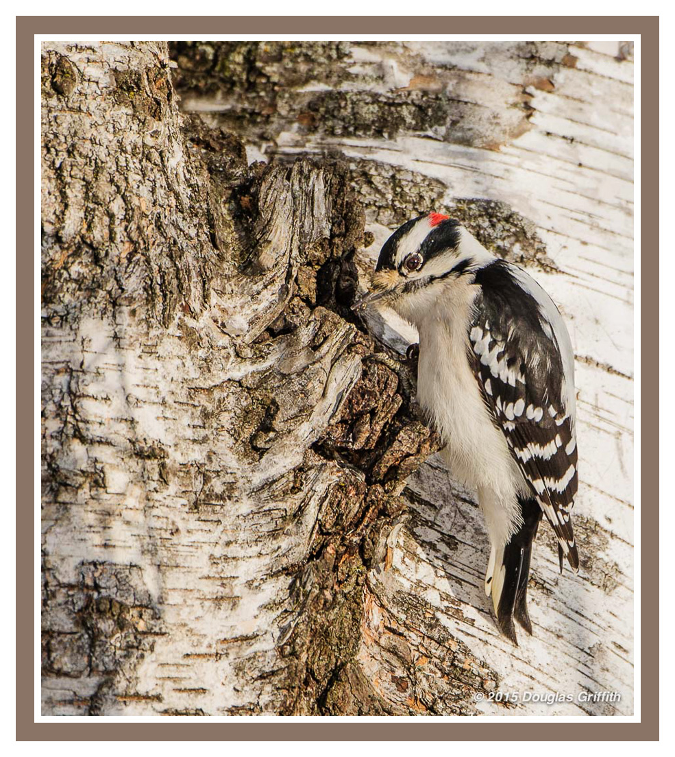 Downy Woodpecker (M)