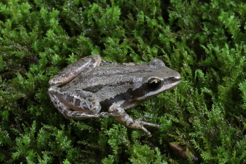 Cajun Chorus Frog