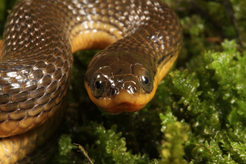 Gulf Swampsnake