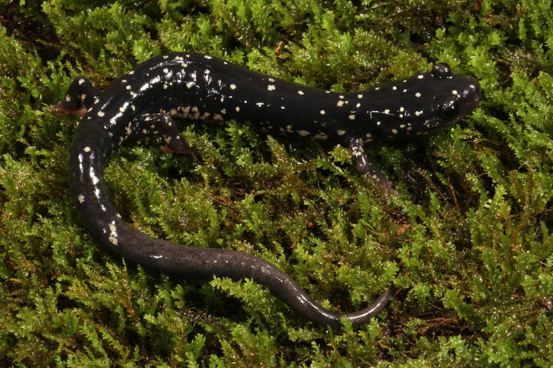 Frosted Slimy Salamander 