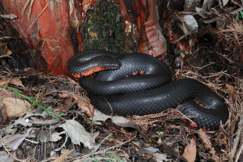 Western Mud Snake