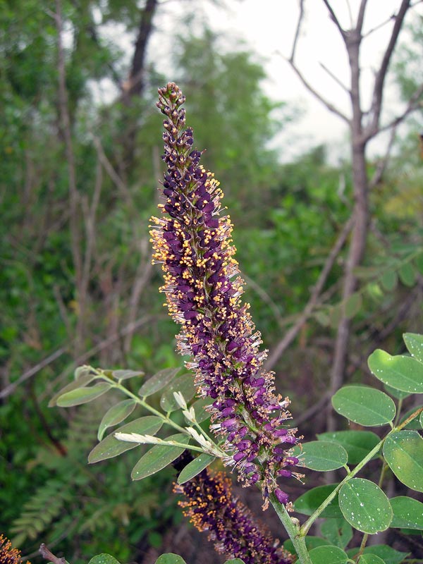 False Indigo (Amorpha fruiticosa)