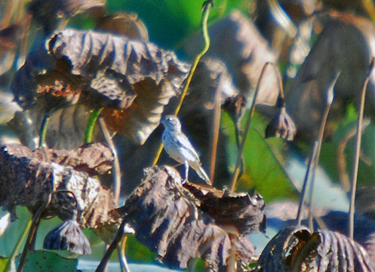 Lark Bunting