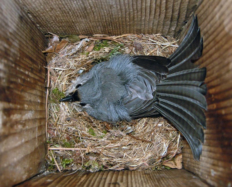 Tufted Titmouse sitting on nest