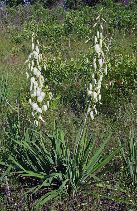 yucca species