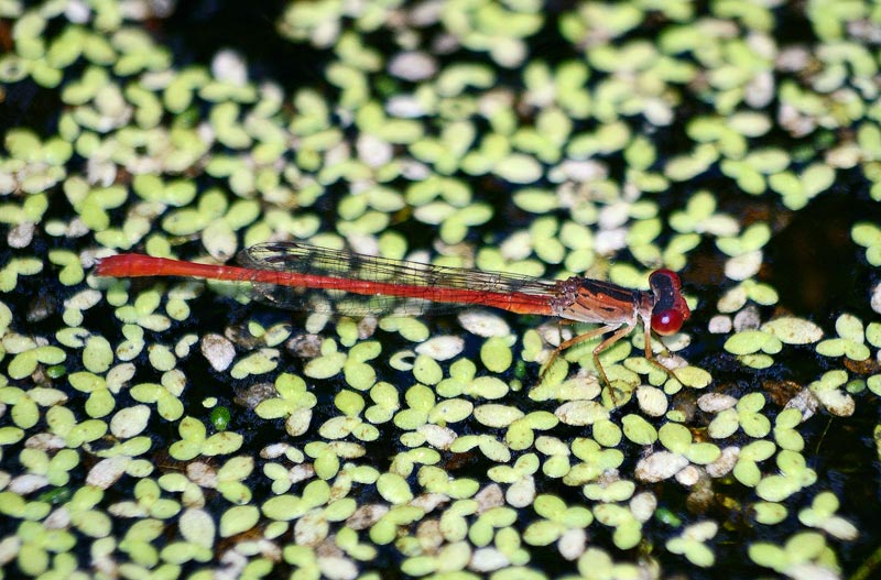 Duckweed Firetail