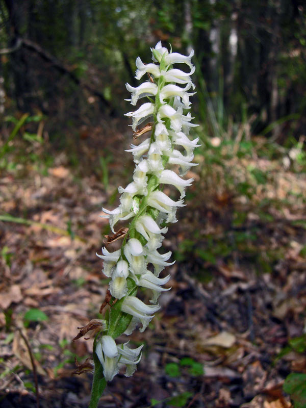 Fragrant Ladies Tresses (Spiranthes odorata)