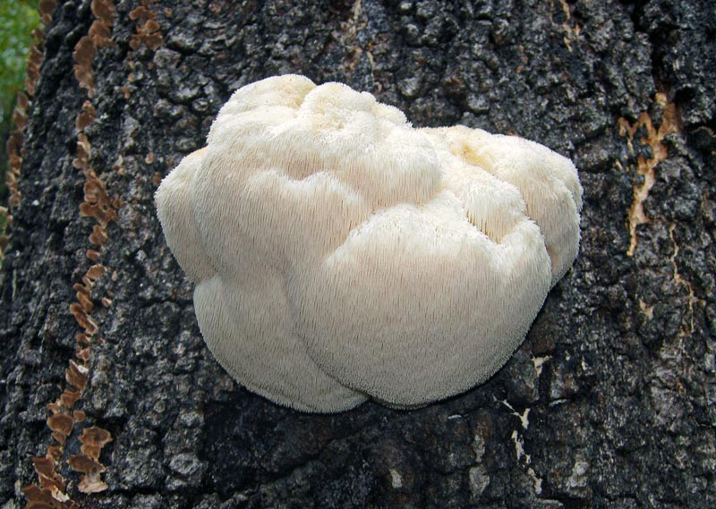Lions Mane Mushroom (Hericium erinaceus)