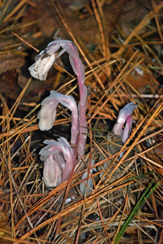 Indian Pipes (Monotropa uniflora)