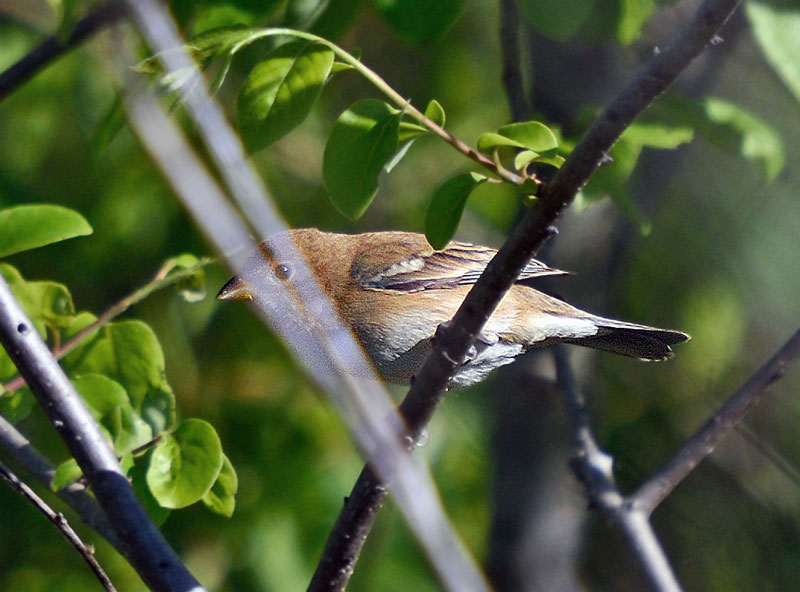 Lazuli Bunting (immature male)
