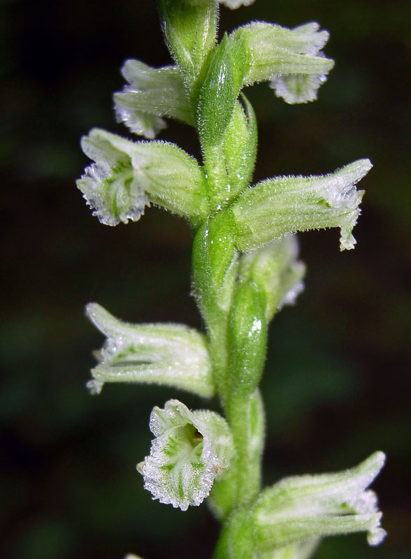 Woodland Ladies Tresses (Spiranthes sylvatica )