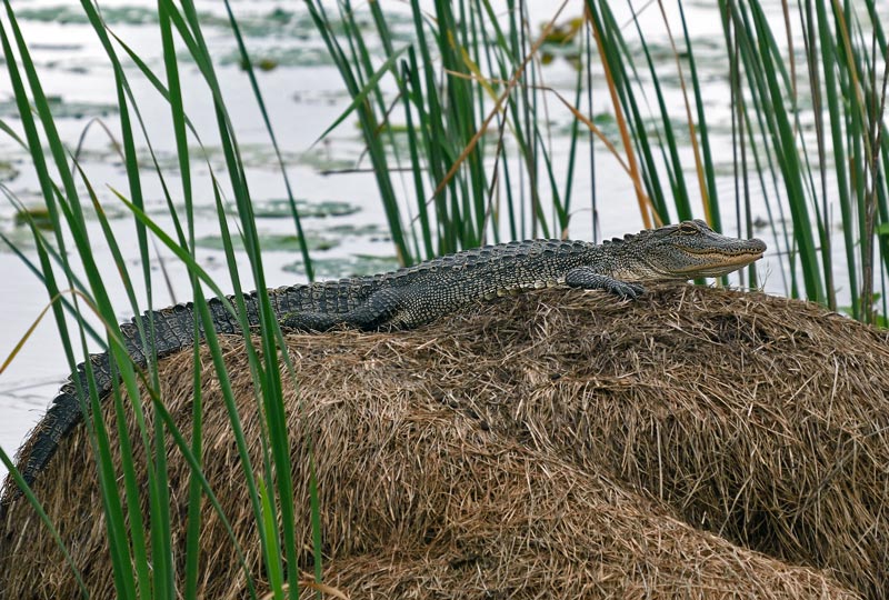 American Alligator