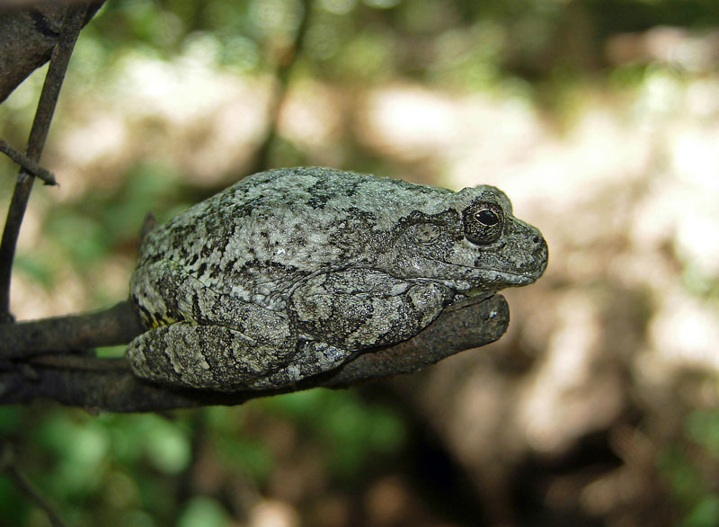 Gray Treefrog