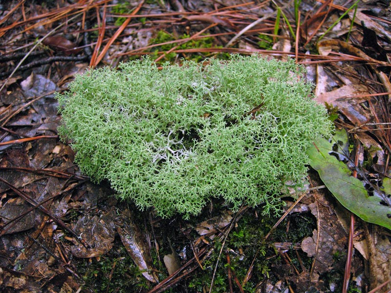 Reindeer Lichen (Cladonia species)