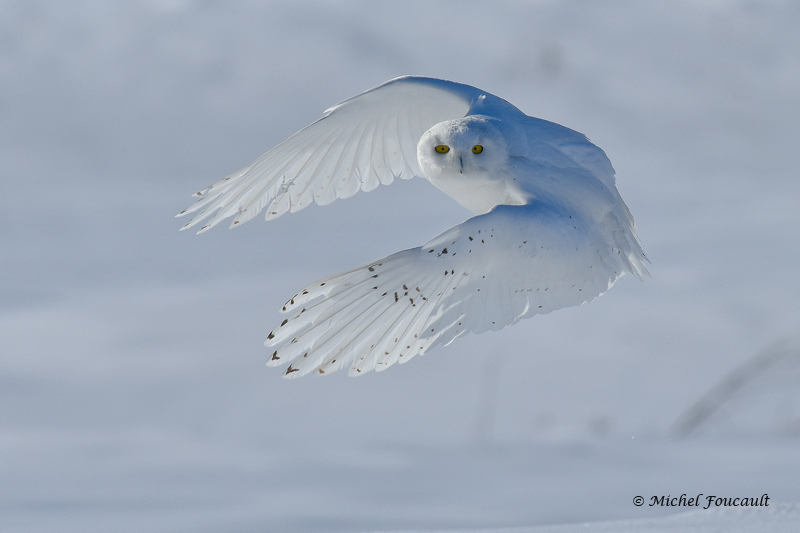 20150305 Hrafang des neiges-mle Snowy owl _9236_1_5.jpg