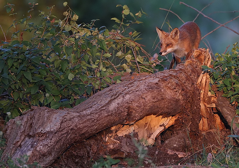 red fox  --  renard roux