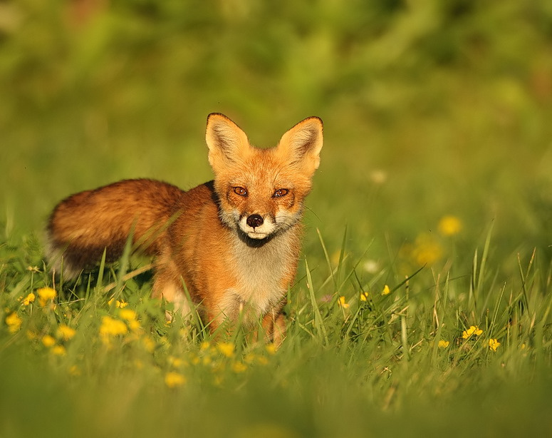 red fox  --  renard roux