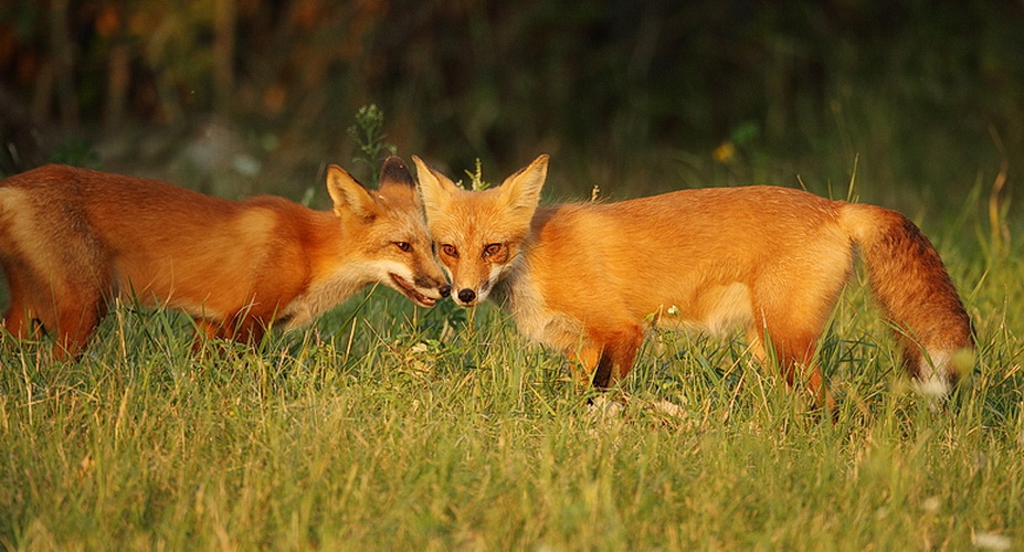red fox ( pup 6 months )  --  renard roux ( renardeau 6 mois )