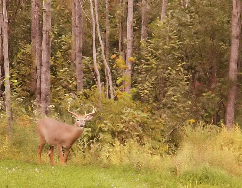 white tail-deer  --  cerf de virginie