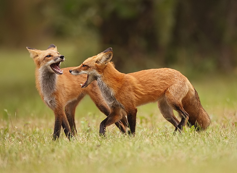 red fox ( 2 pups 6 months )  --  renard roux ( 2 renardeau 6 moins )