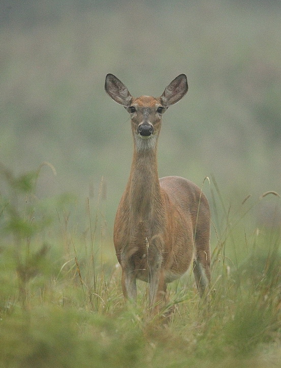 white-tail deer ( doe )  --  cerf de virginie ( femelle )