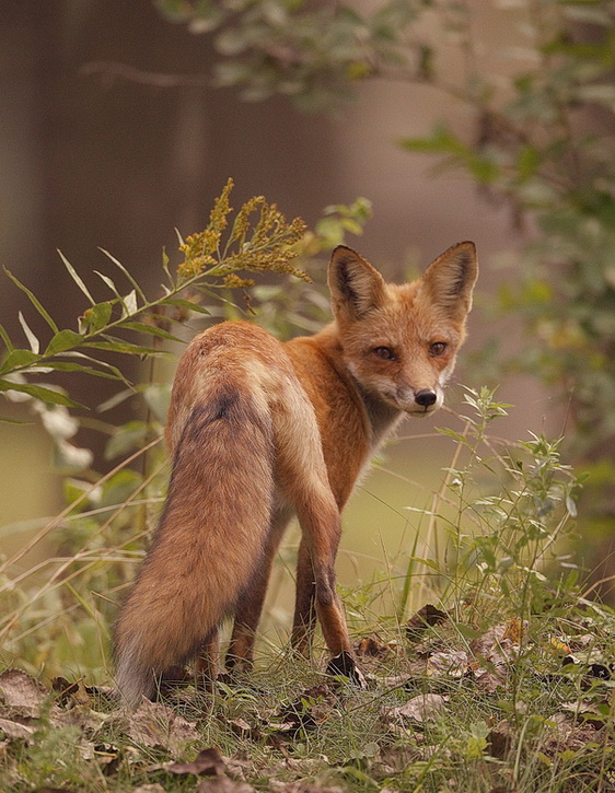 red fox  --  renard roux
