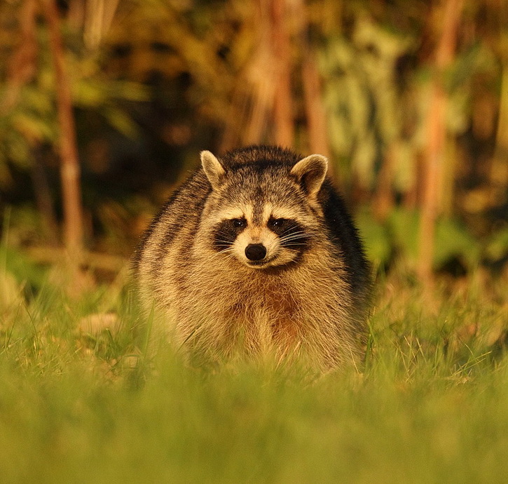 raccoon  --  raton laveur