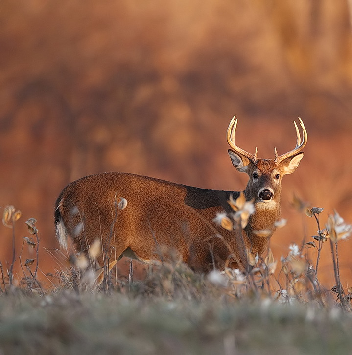 white tail deer  --  cerf de virginie