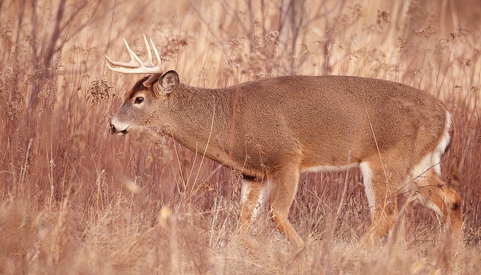 white tail deer  --  cerf de virginie