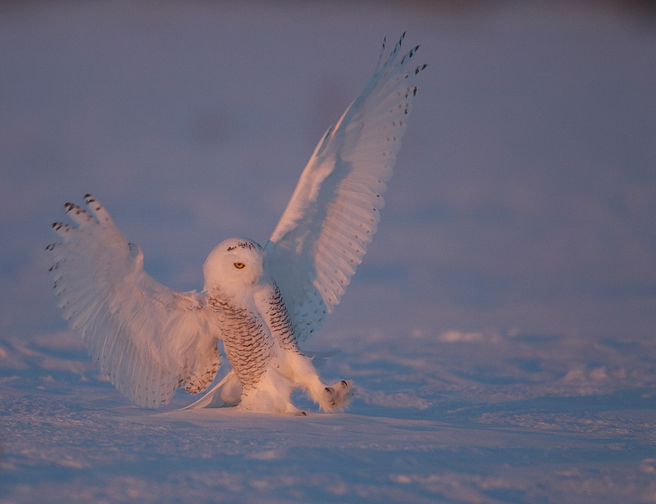 snowy owl  --  harfang des neiges