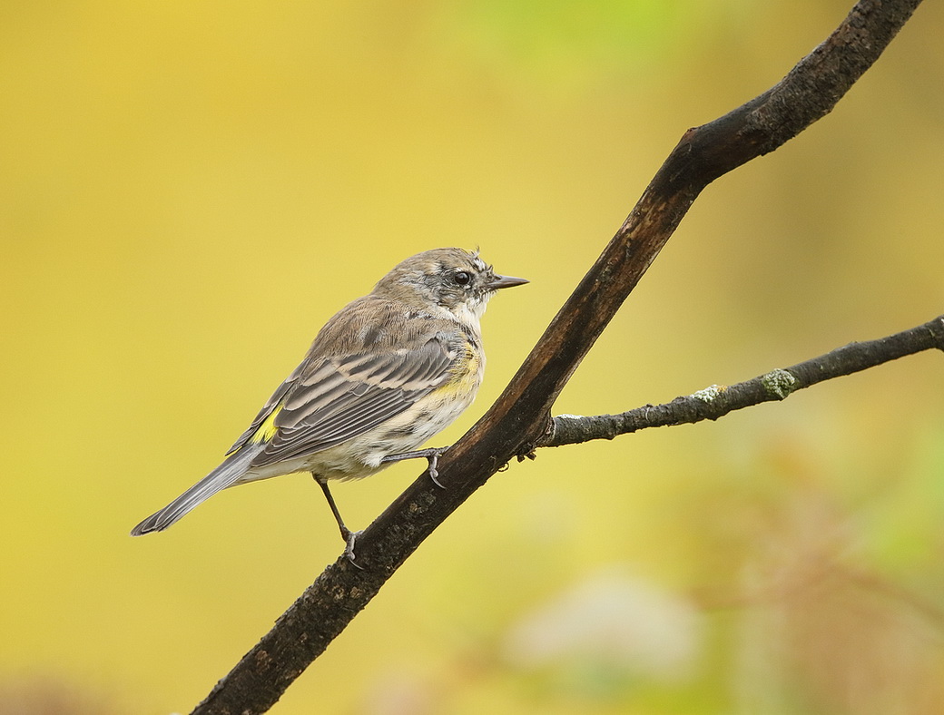 Yellow-Rumped Warbler  --  Paruline a Croupion Jaune