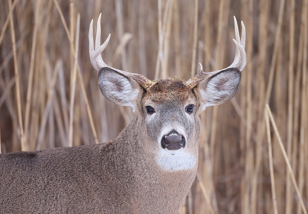 White Tail Deer ( buck )  --  Cerf De Virginie ( cerf male )