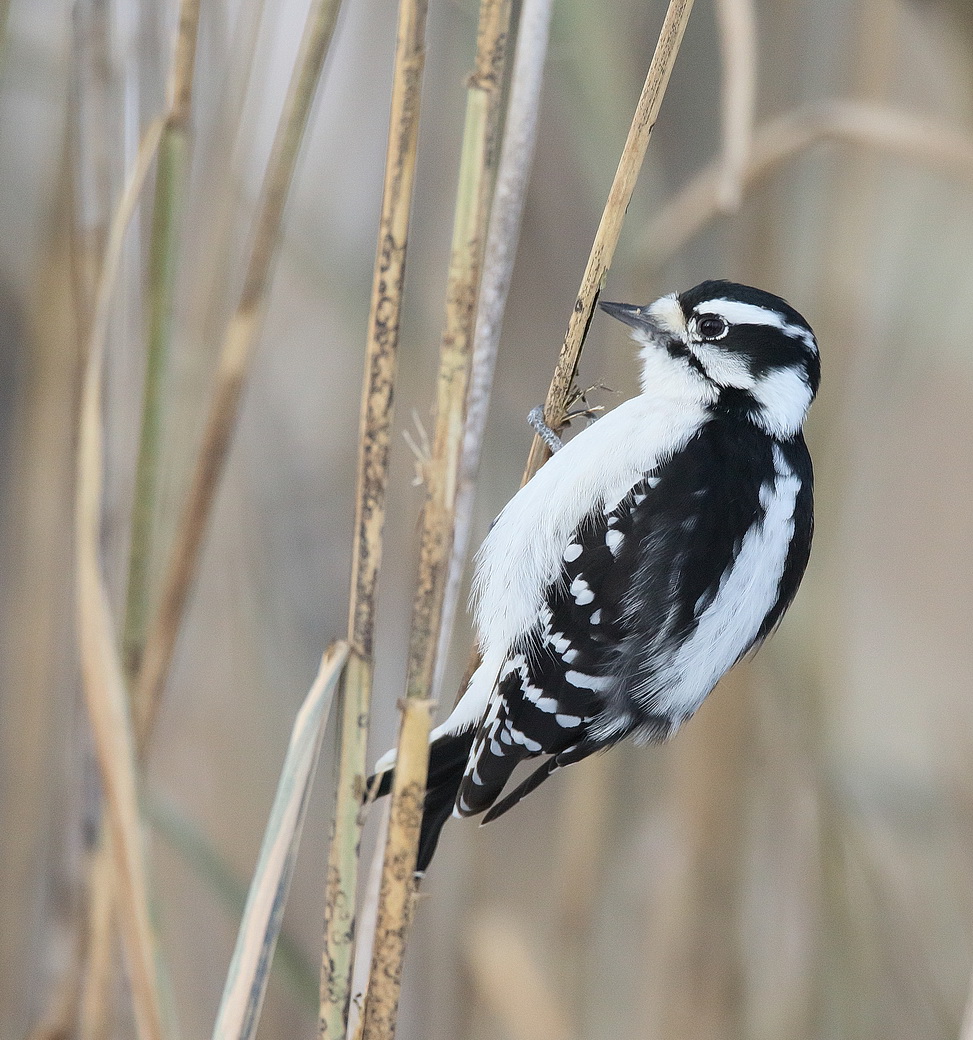 Downy WoodPecker  --  Pic Mineur