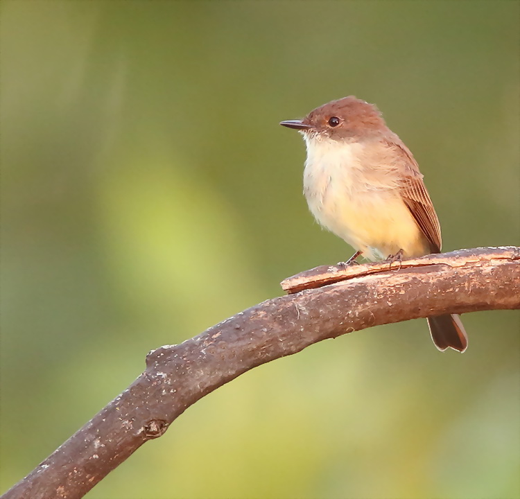 Eastern Phoebe  --  Moucherolle Phebi