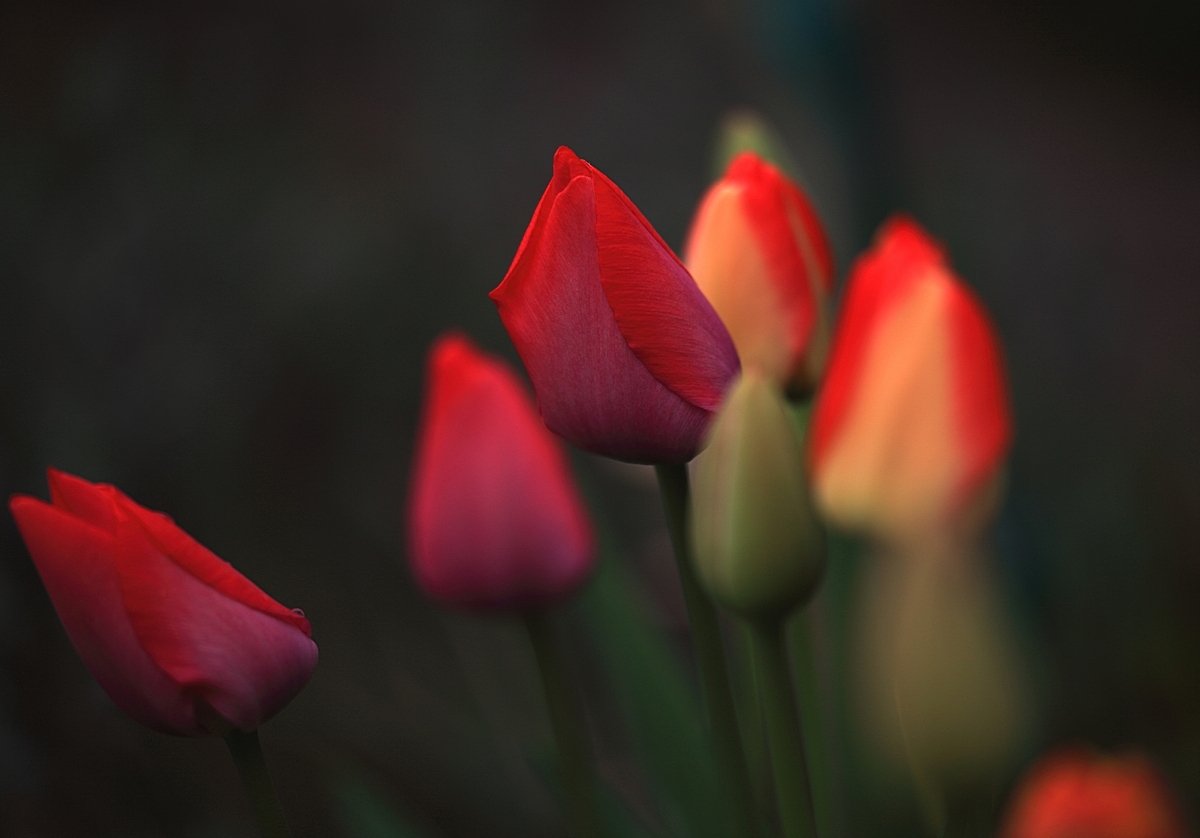 Rouge